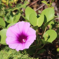 Ipomoea pes-caprae (L.) R.Br.